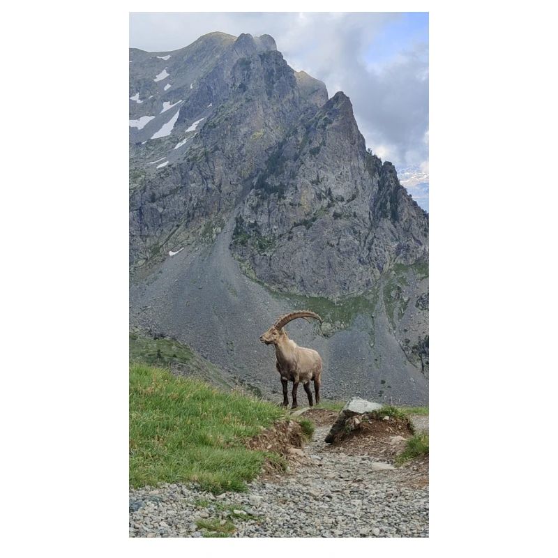 Steinbock