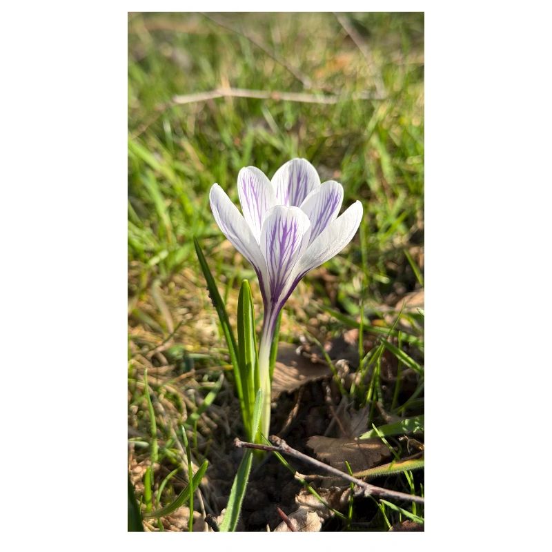 crocus