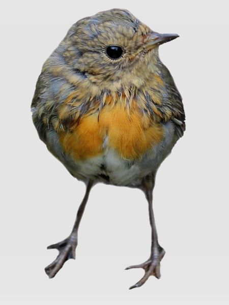 Vogel