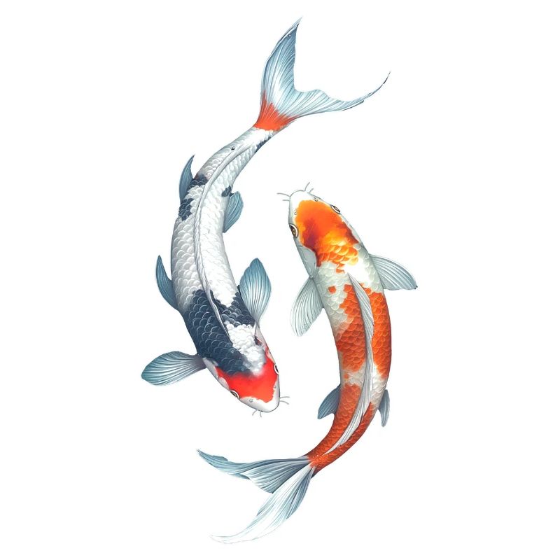 carpa koi