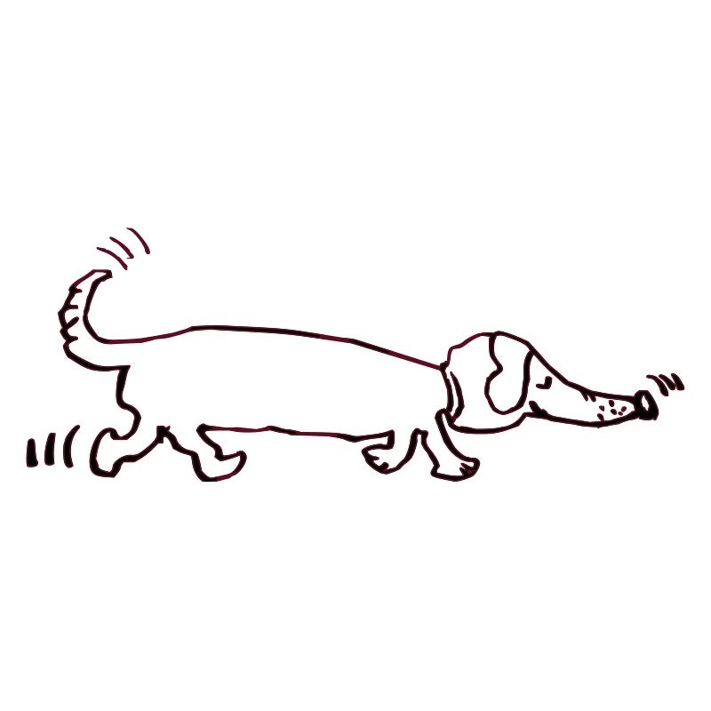 drôle teckel, teckel, chien, teckel