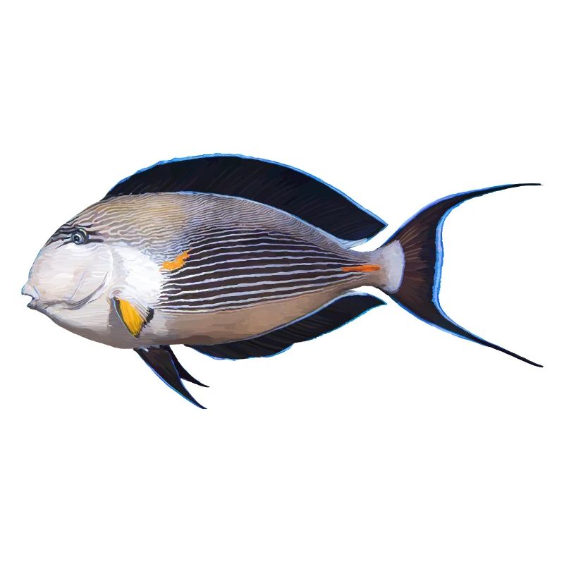 Fish