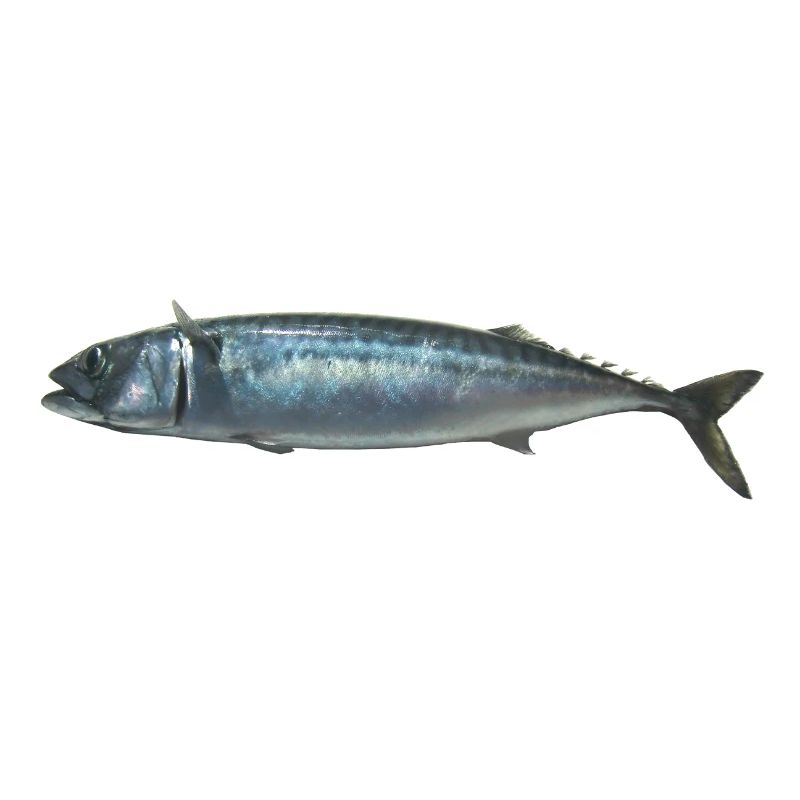 Fisch Makrele