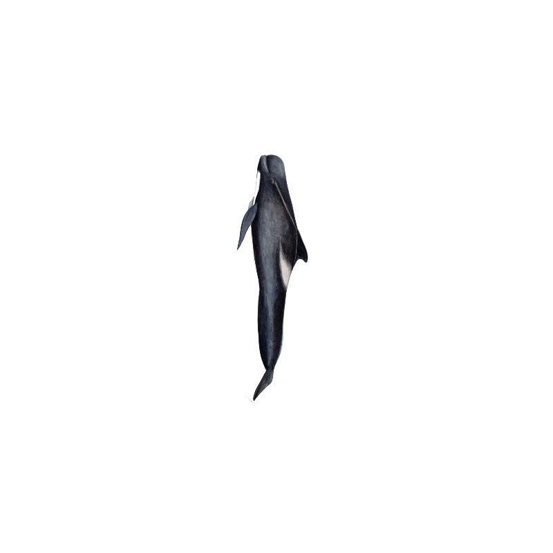 Pilot whale - Pilot whale - Globicephale noir