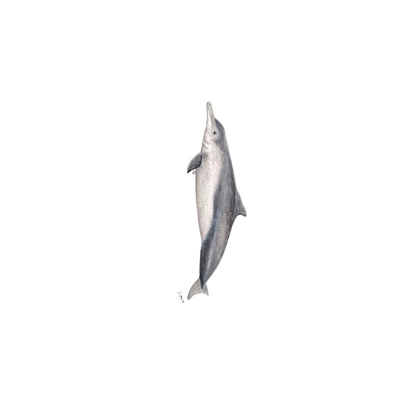 Australian dolphin - Dolphin Sousa sahulensis