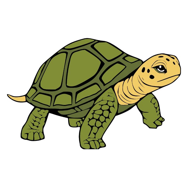 Turtle Turtles