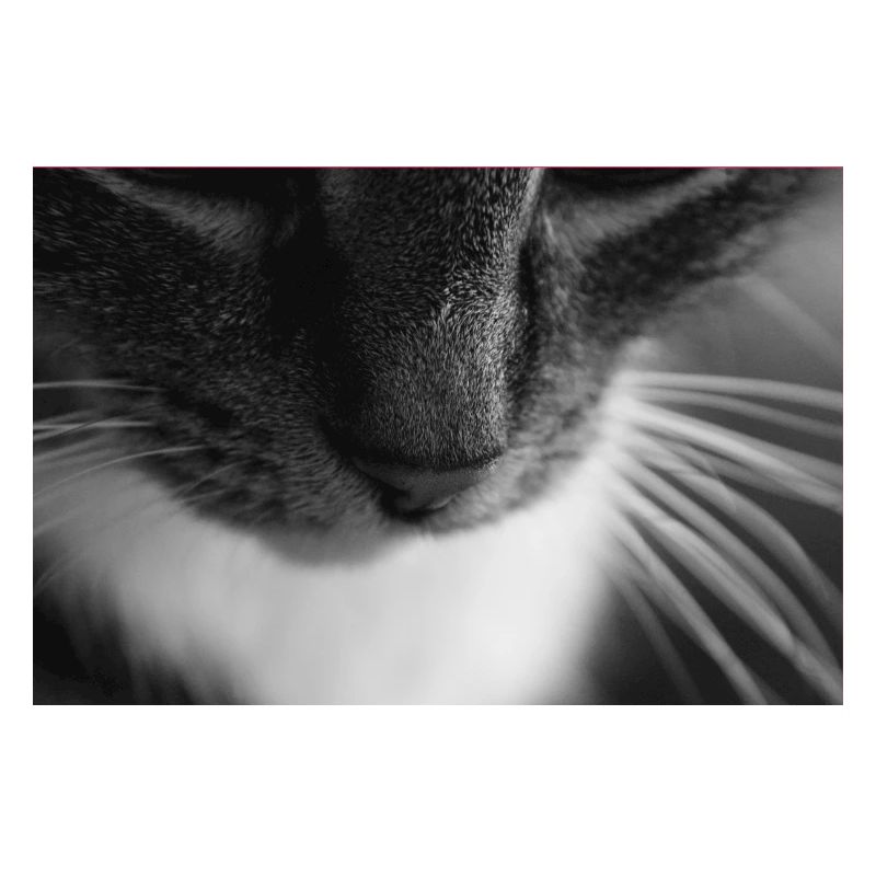 Chat noir blanc
