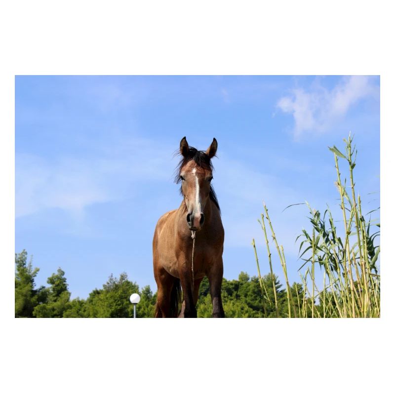 Affiche Cheval Cheval