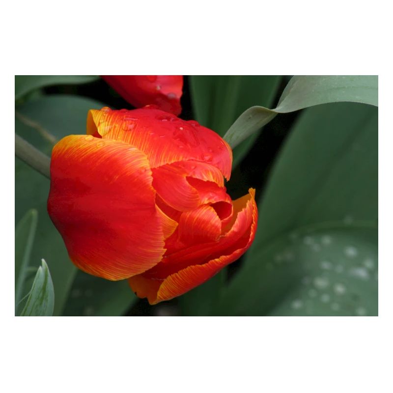 Fiery tulip freshness
