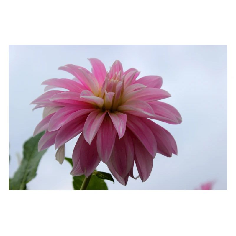 Dahlia rose rose fleur, fleur