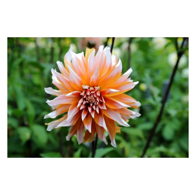 Dahlia Orange Fleur Blanche, Fleur