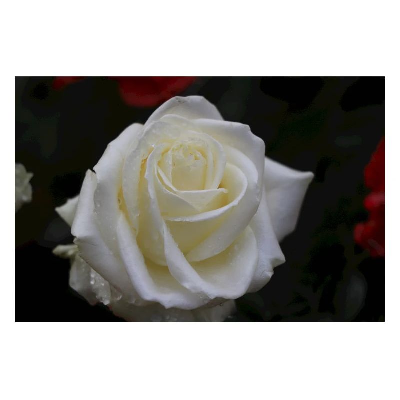 rose blanche