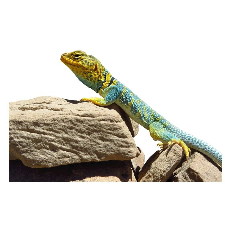 gecko lizard echse eidechse