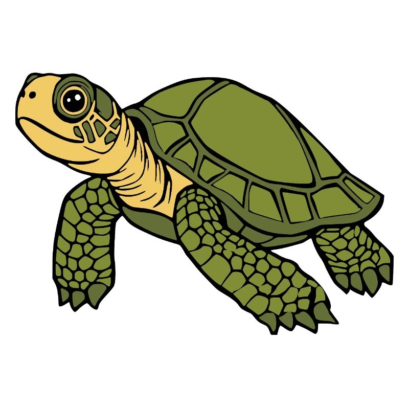 Turtle Turtles