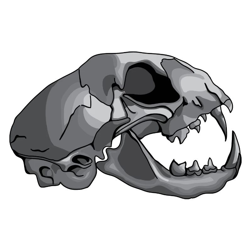 cat skull