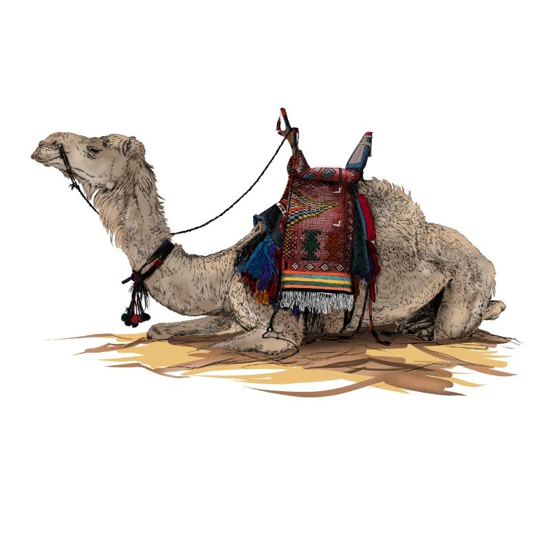 camel