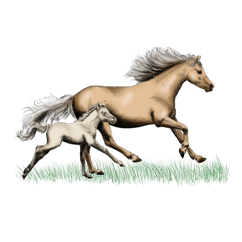 Mare with foal