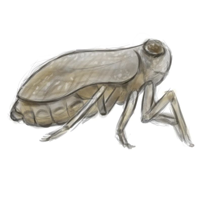 Cicada Ink Sketch in Earth Tones