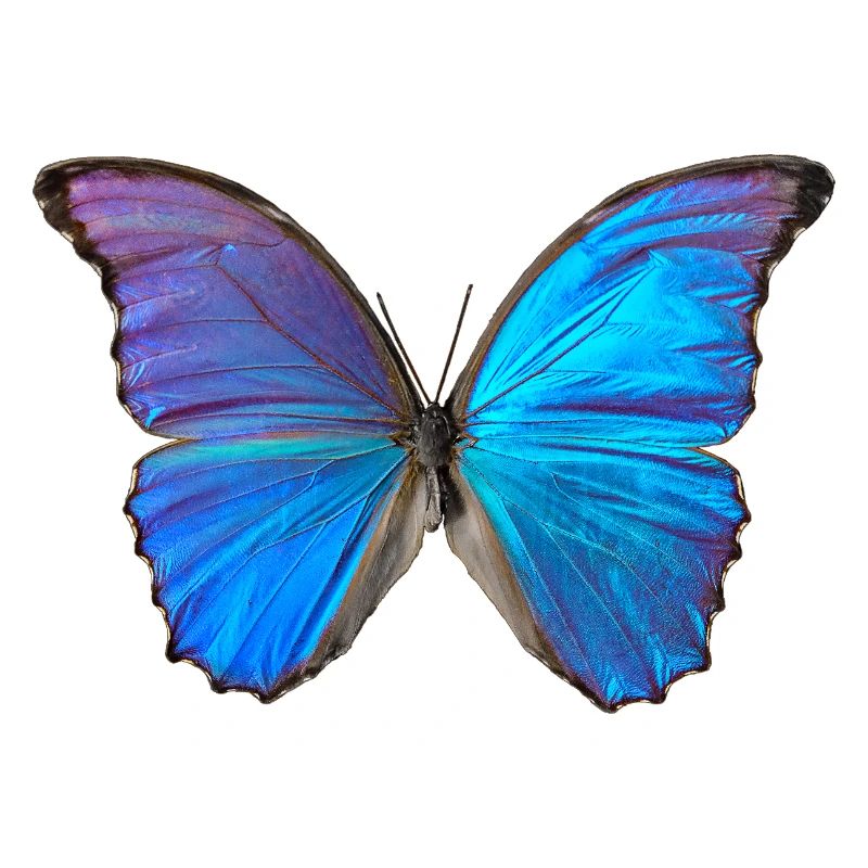 Papillon bleu