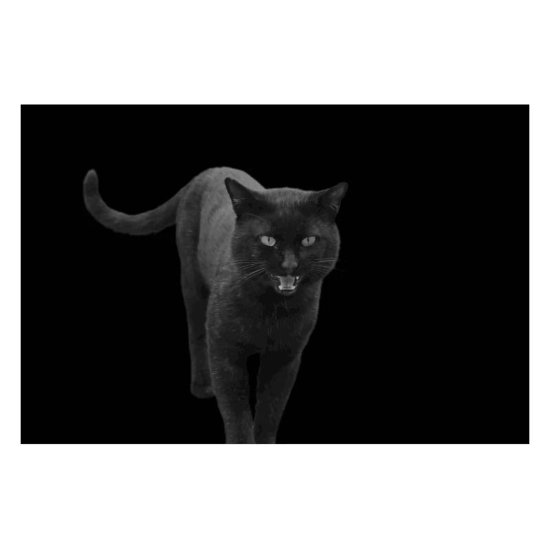 chat noir chat chaton