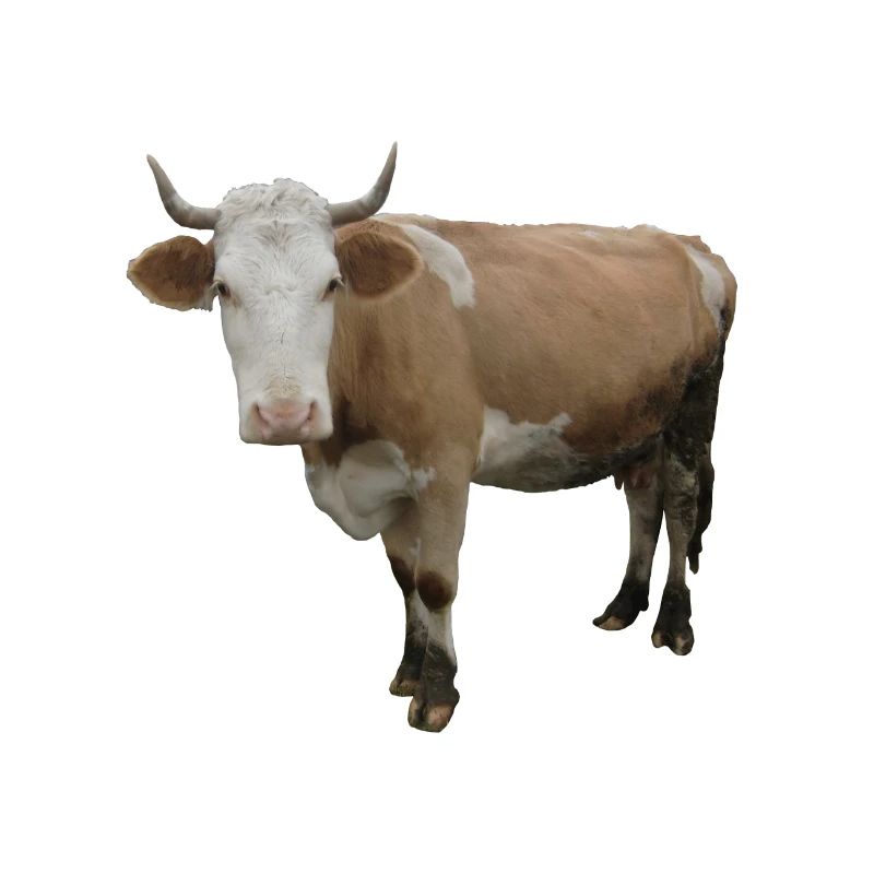 Vache