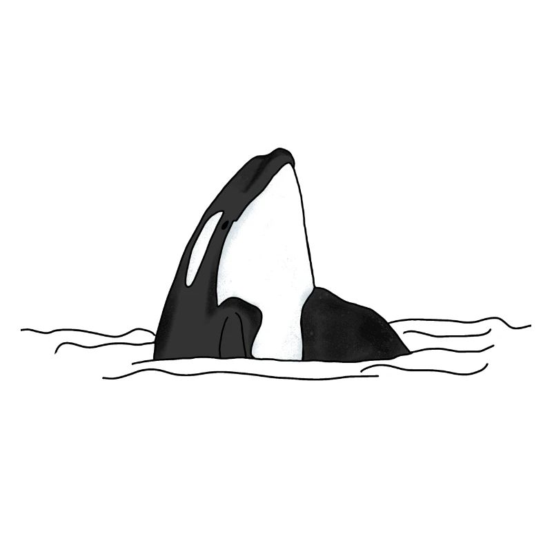 Killer whale