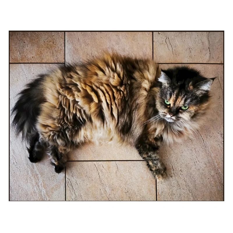 Kitty Cat