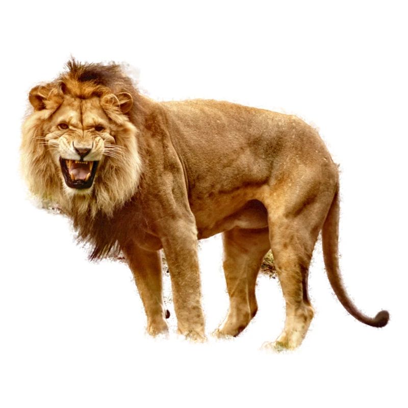 Löwe
