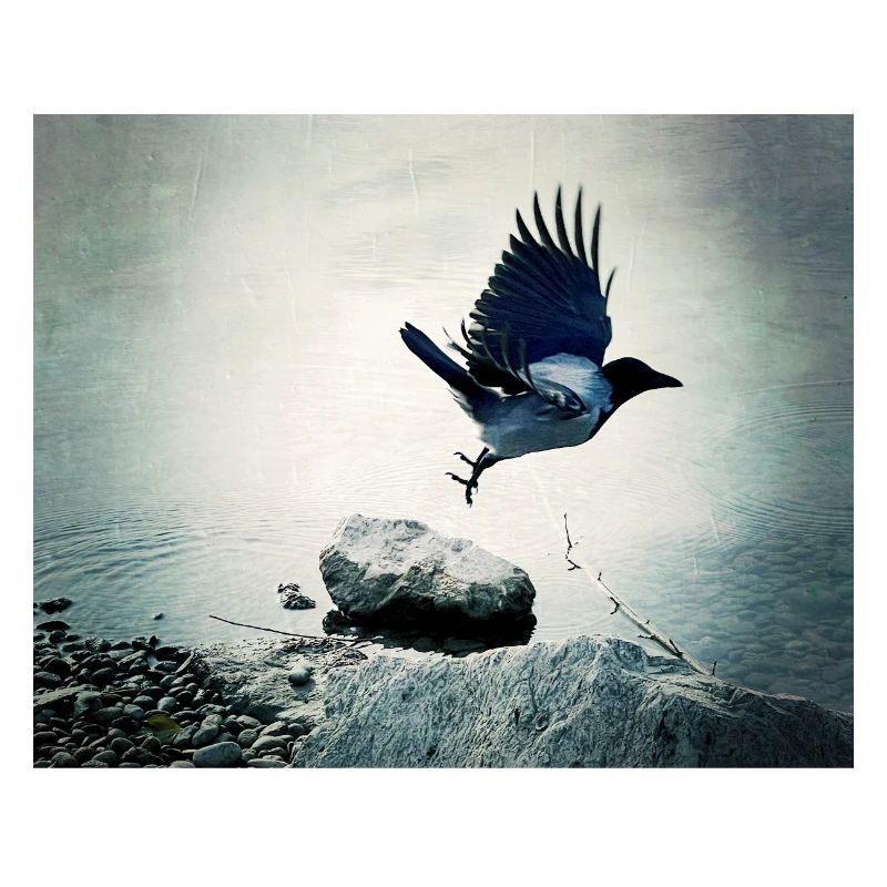 Crow's Flight