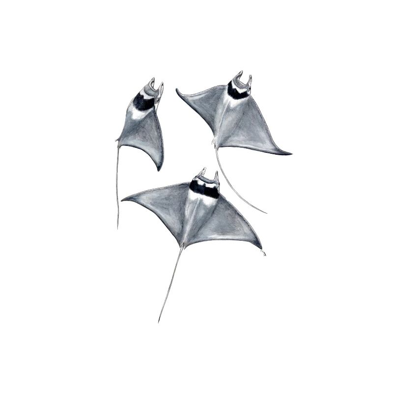 Manta ray - Raie blanket - rays devil fish blanket