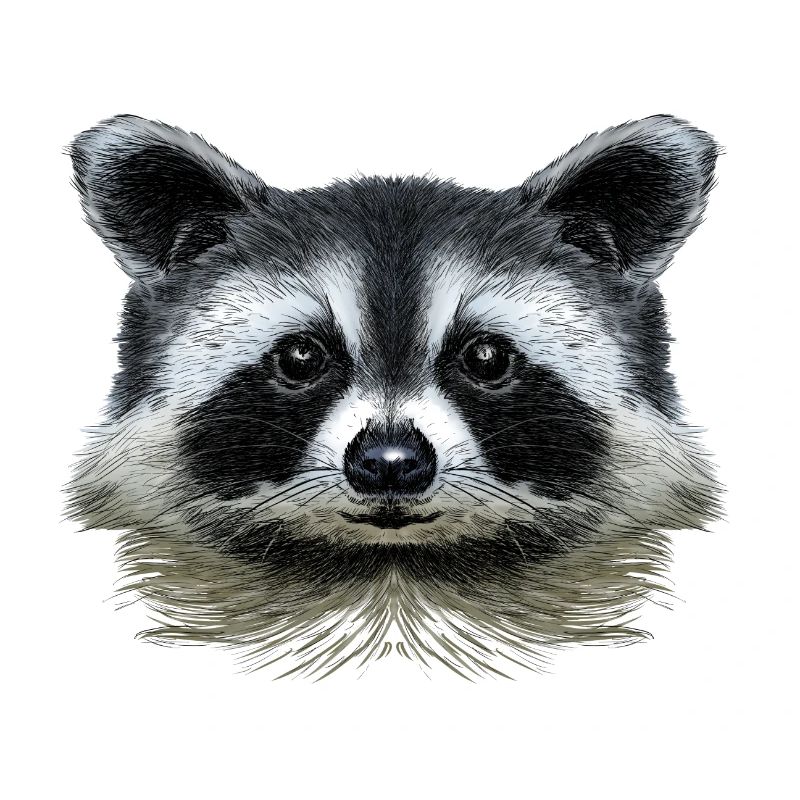 Waschbär