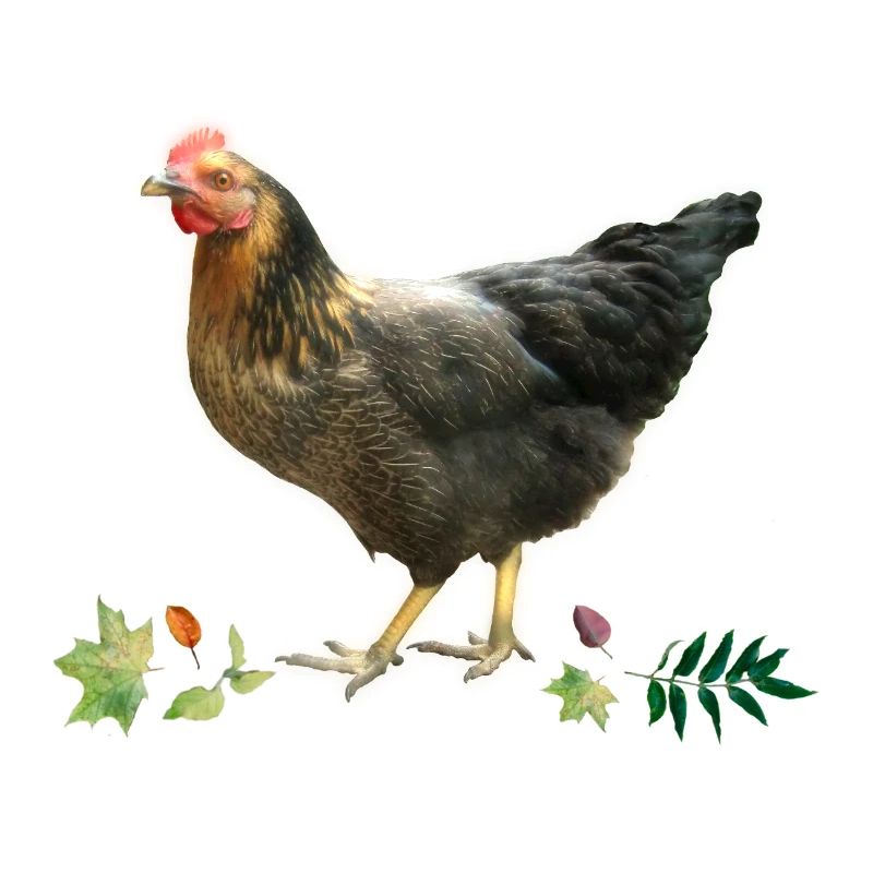 Chicken