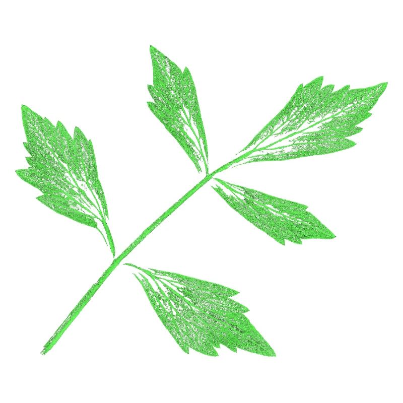 Leaf - Lovage / Herb Plant