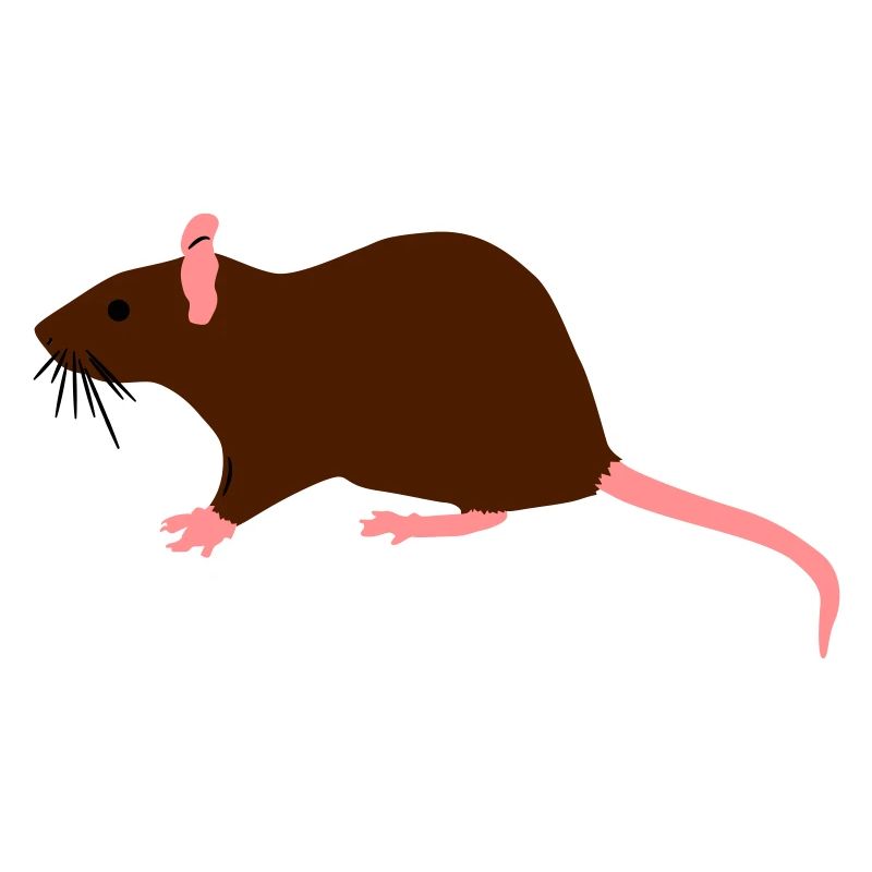 ratte
