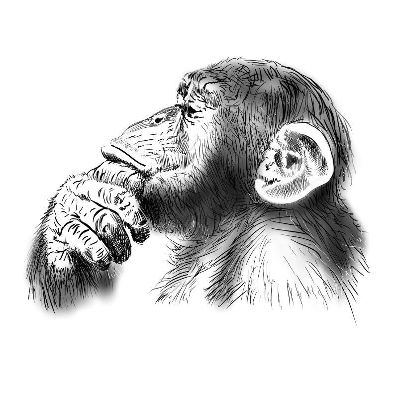 chimpanzee