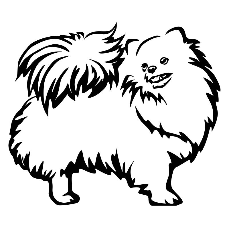 Dwarf spitz