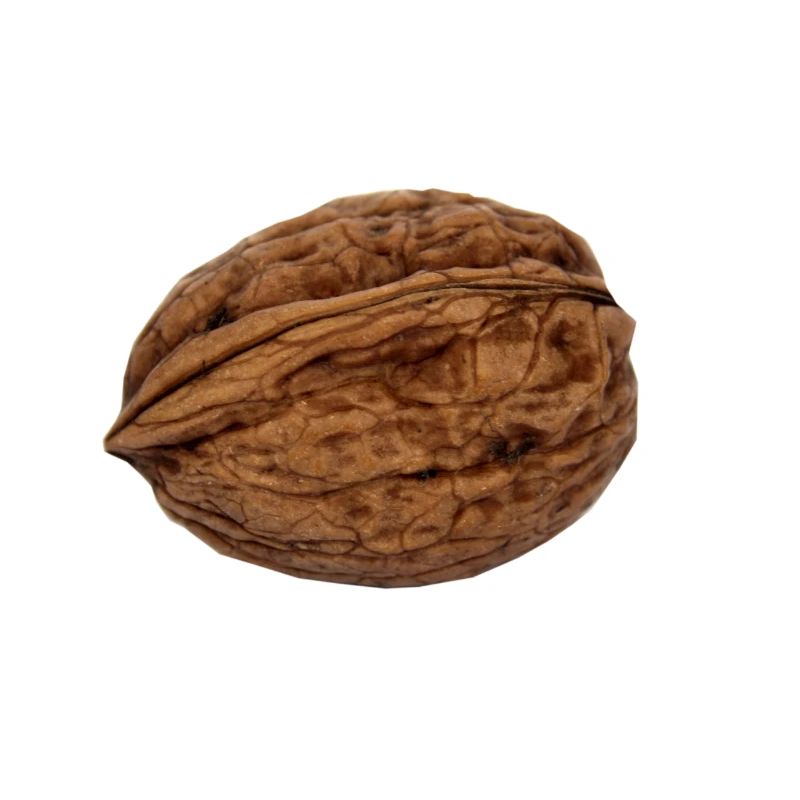 walnut