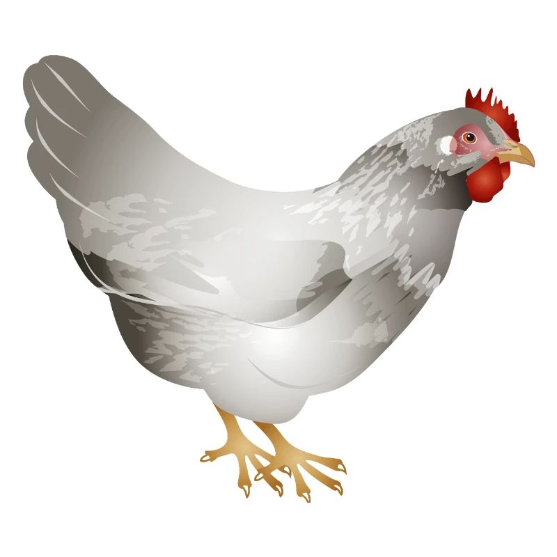 Poulet blanc dessiné à la main dans une illustration