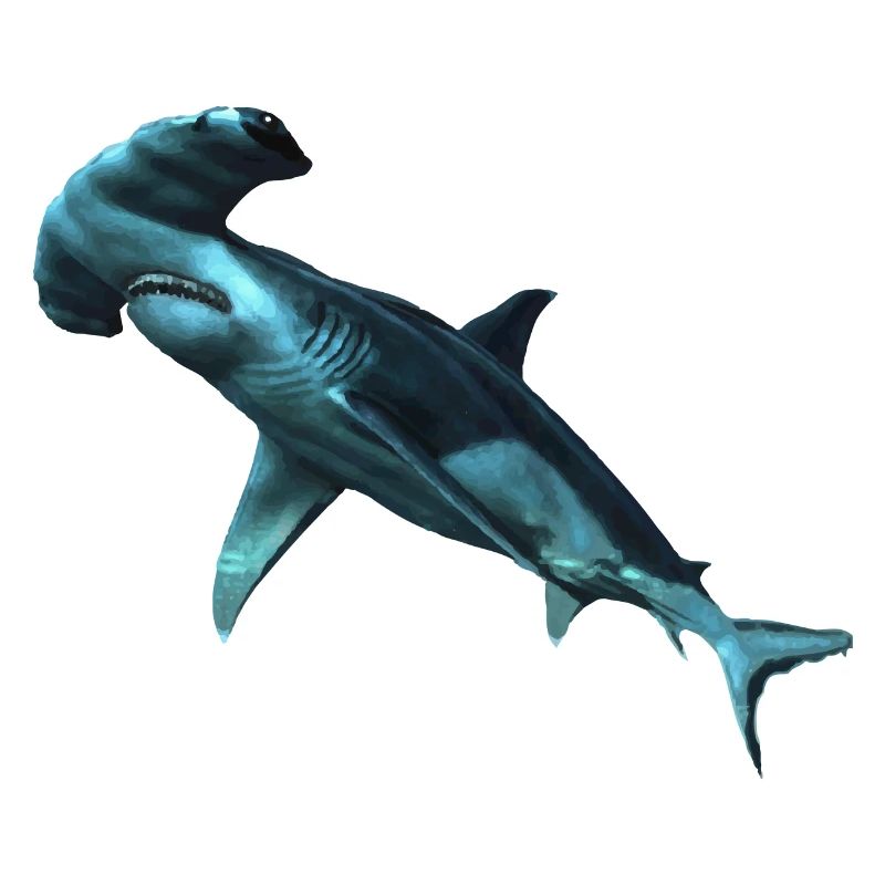 Requin