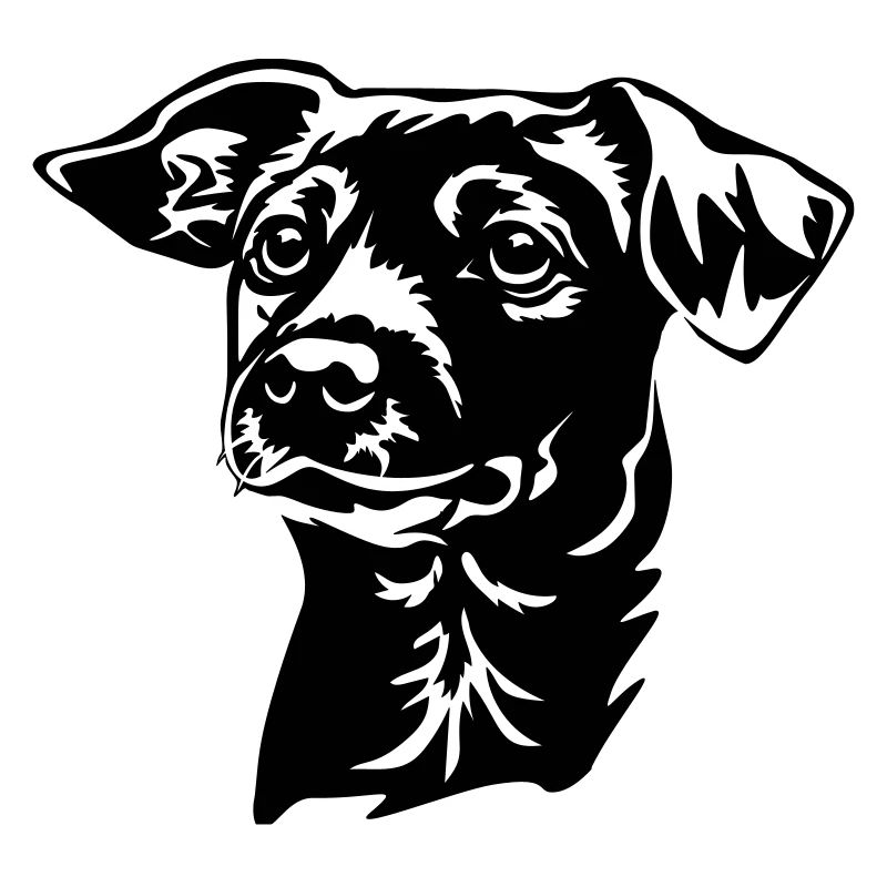 Jack Russell Terrier Kopf