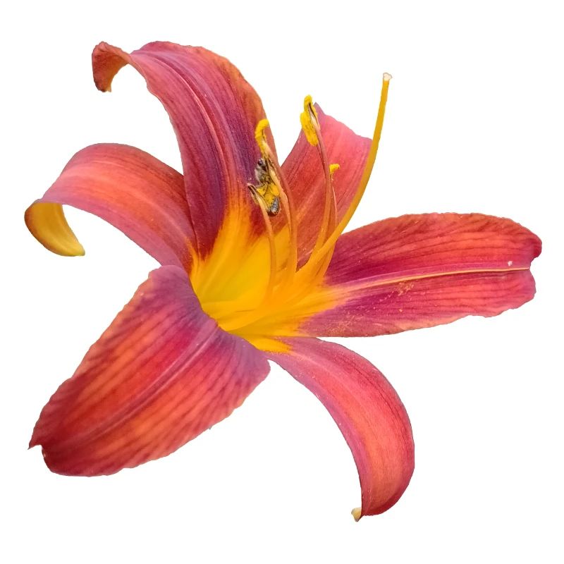 Explosion de couleurs Lilienfunken