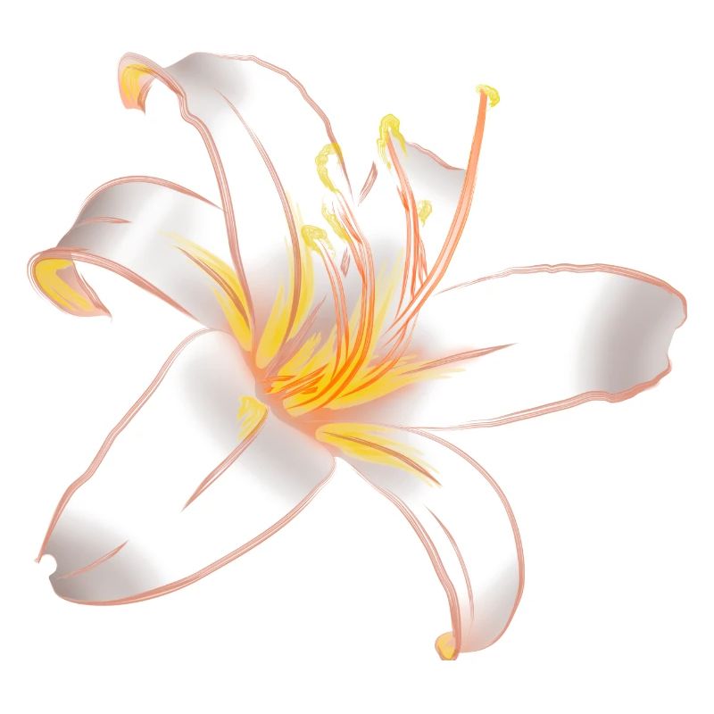 WHITE LILYLILY Magic White Lily