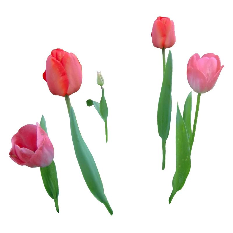 Tulipes