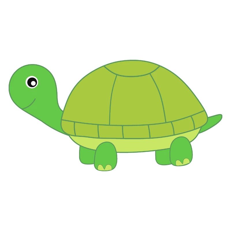 Turtle Turtles Tortue