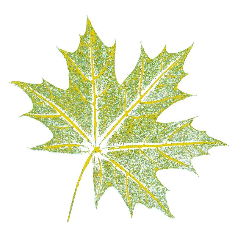 Maple Leaf - Forest & Nature BOTANIK