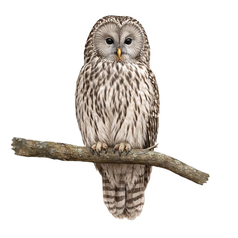 Ural owl on a branch