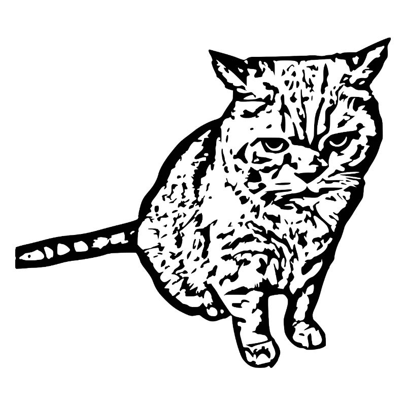 British Shorthair Chat Chat Noir Chats