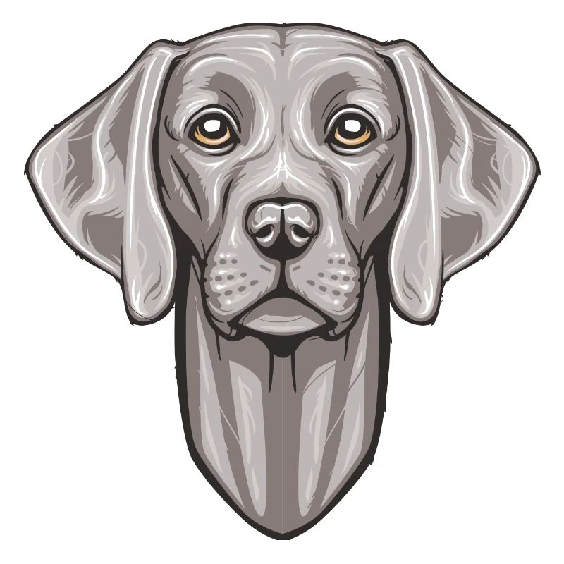 Weimaraner