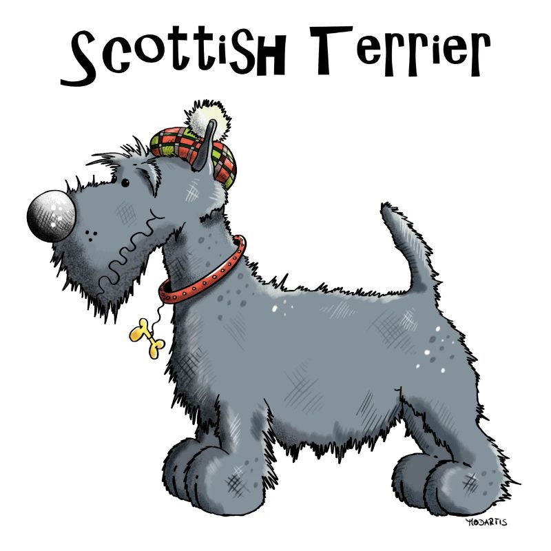Silvius der Scottish Terrier