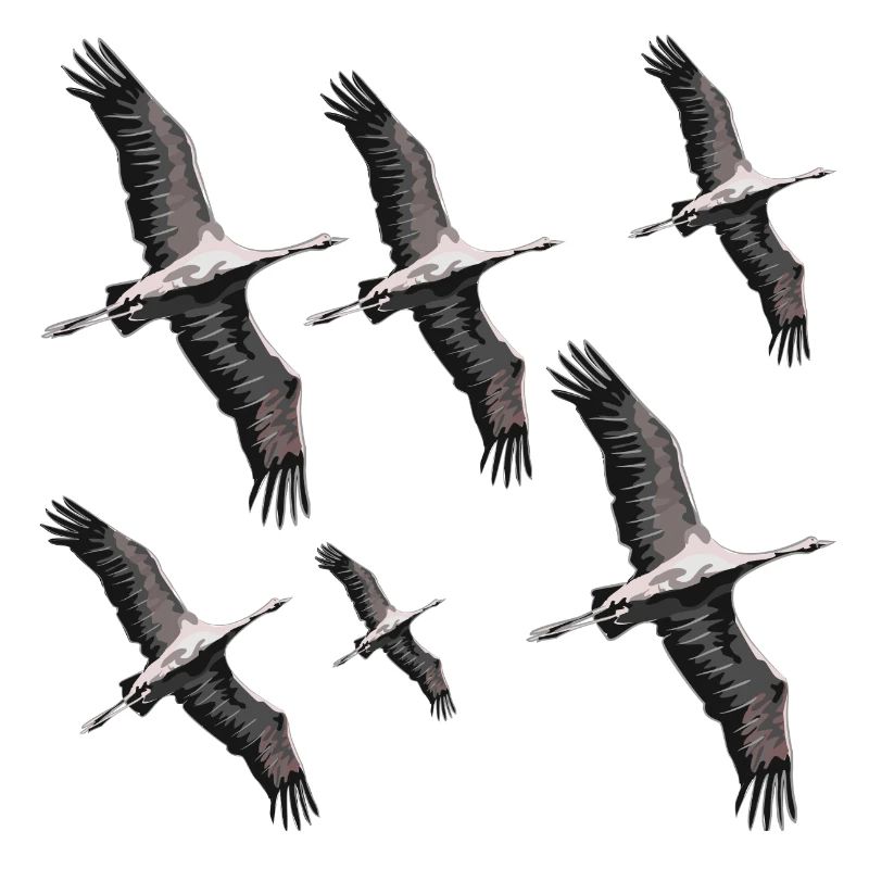 Bird migration cranes